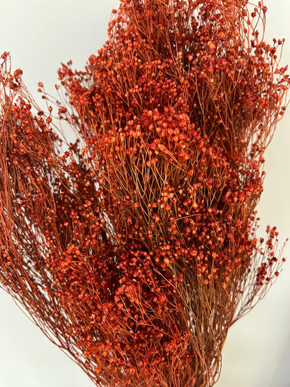 Broom Bloom - ein Bund