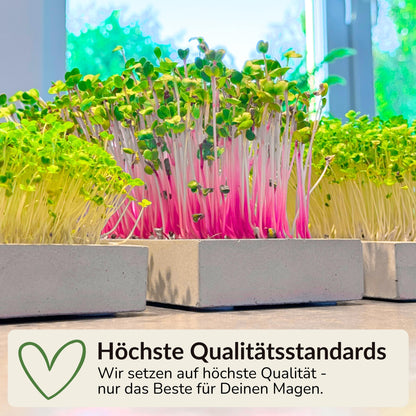 Anzuchtschale für Microgreens aus Beton