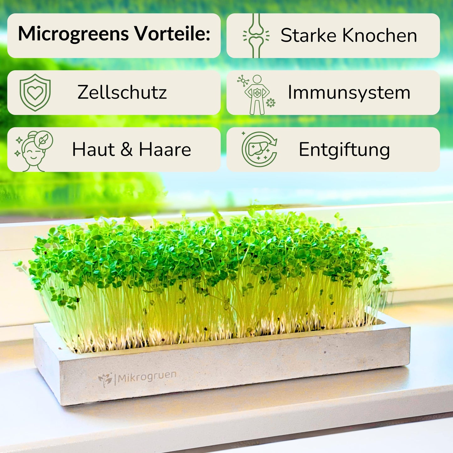 Microgreens Starter-Set