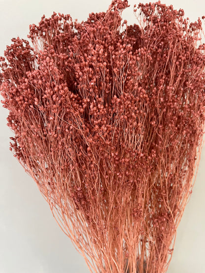 Broom Bloom - ein Bund