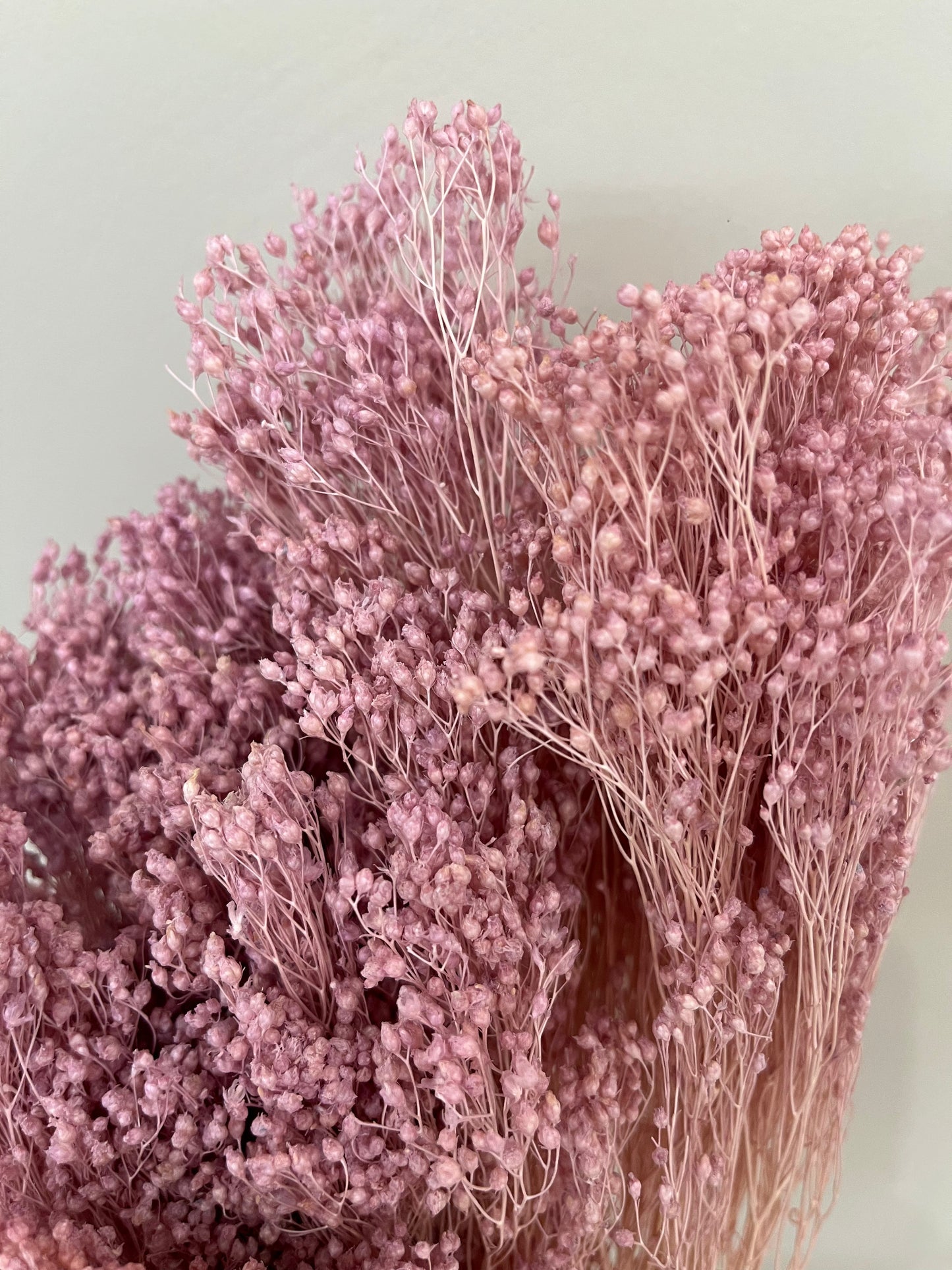 Broom Bloom - ein Bund