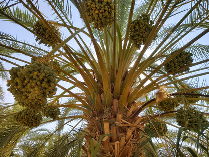 500g Bio Dattel Barhi 'Honigball' mit Stein