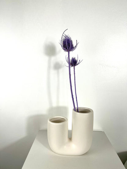 Getrocknete Distel - Cardi