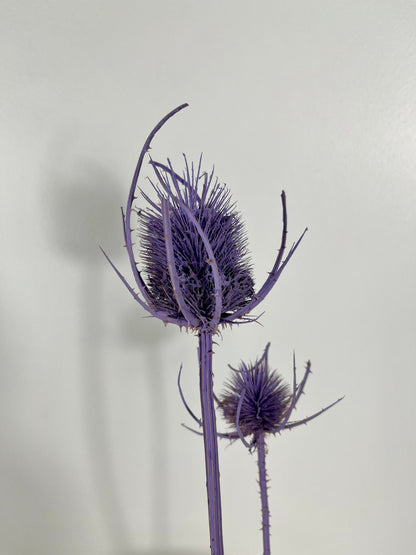 Getrocknete Distel - Cardi