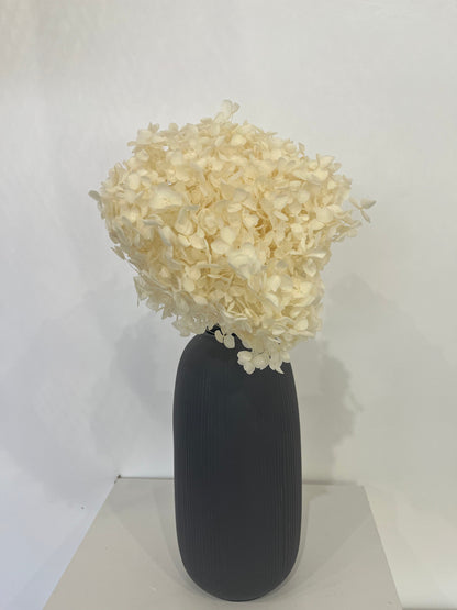 Rispenhortensie: Zeitlose Schönheit, konservierte Hortensien als perfekte Dekoration