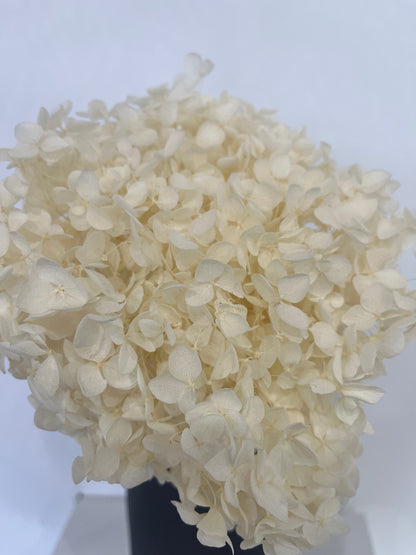 Rispenhortensie: Zeitlose Schönheit, konservierte Hortensien als perfekte Dekoration