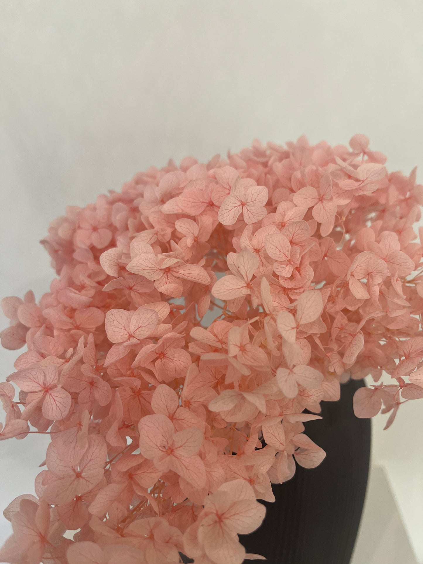 Rispenhortensie: Zeitlose Schönheit, konservierte Hortensien als perfekte Dekoration