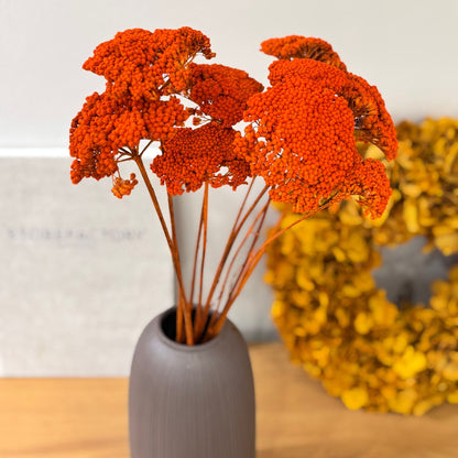 Schafgarbe getrocknet | Achillea