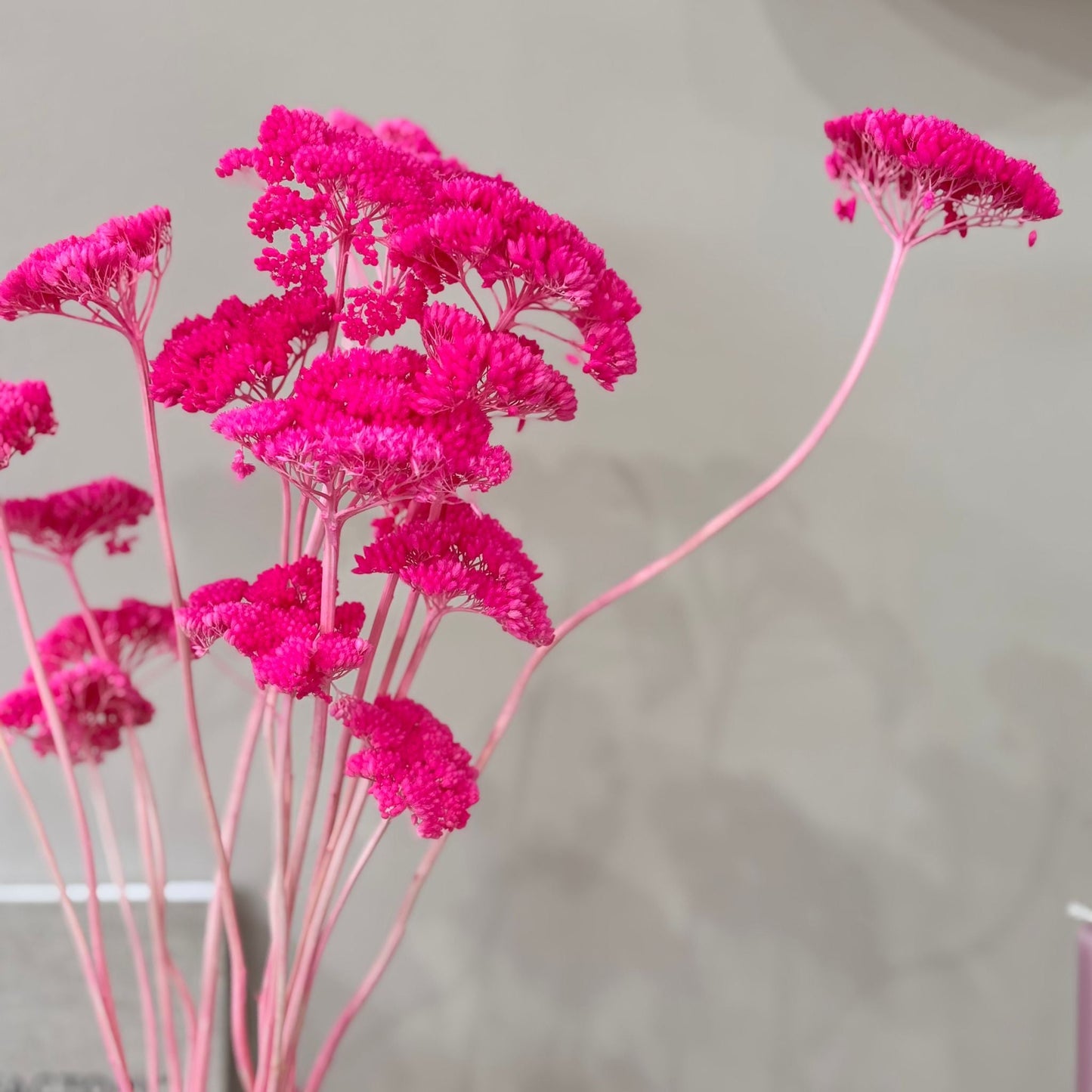 Schafgarbe getrocknet | Achillea