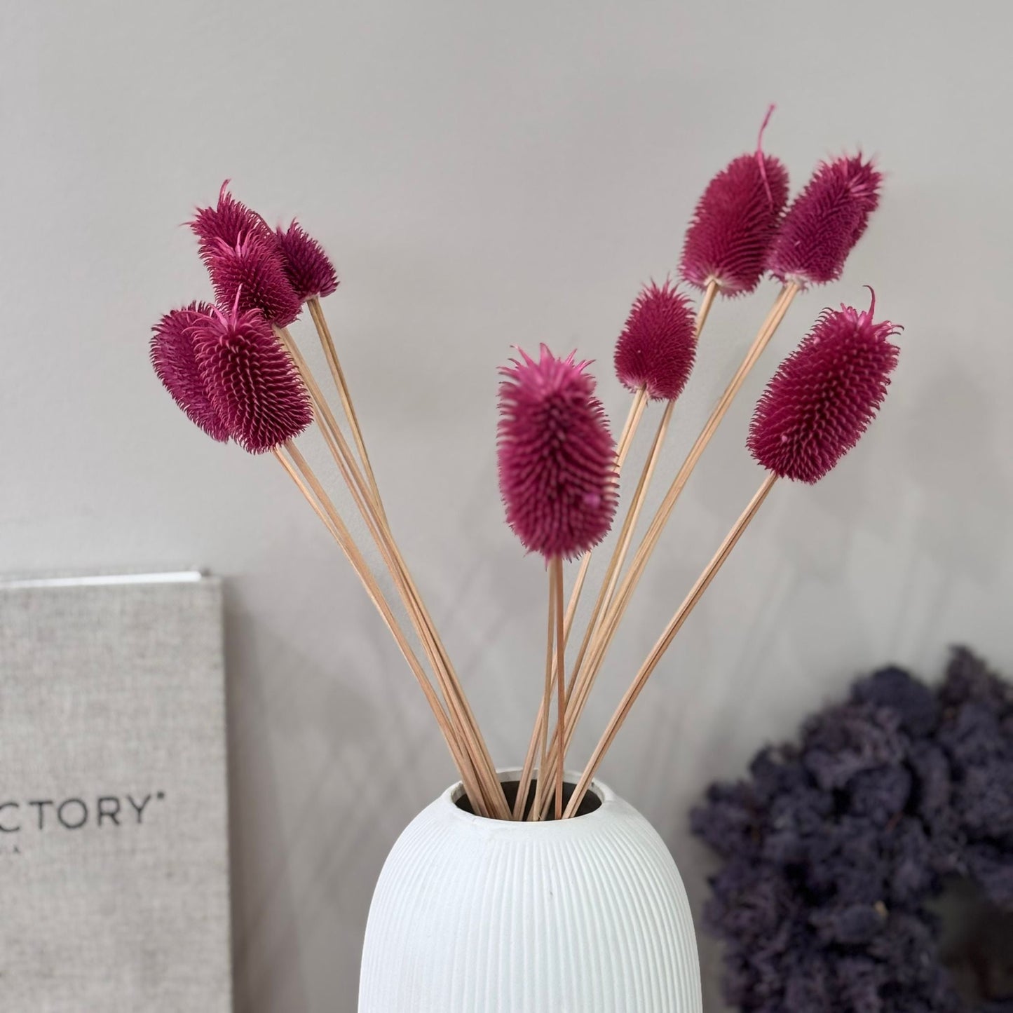 Getrocknete Distel - Cardi