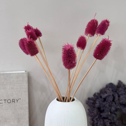 Getrocknete Distel - Cardi