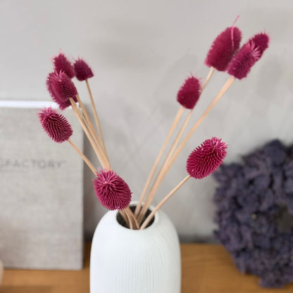 Getrocknete Distel - Cardi