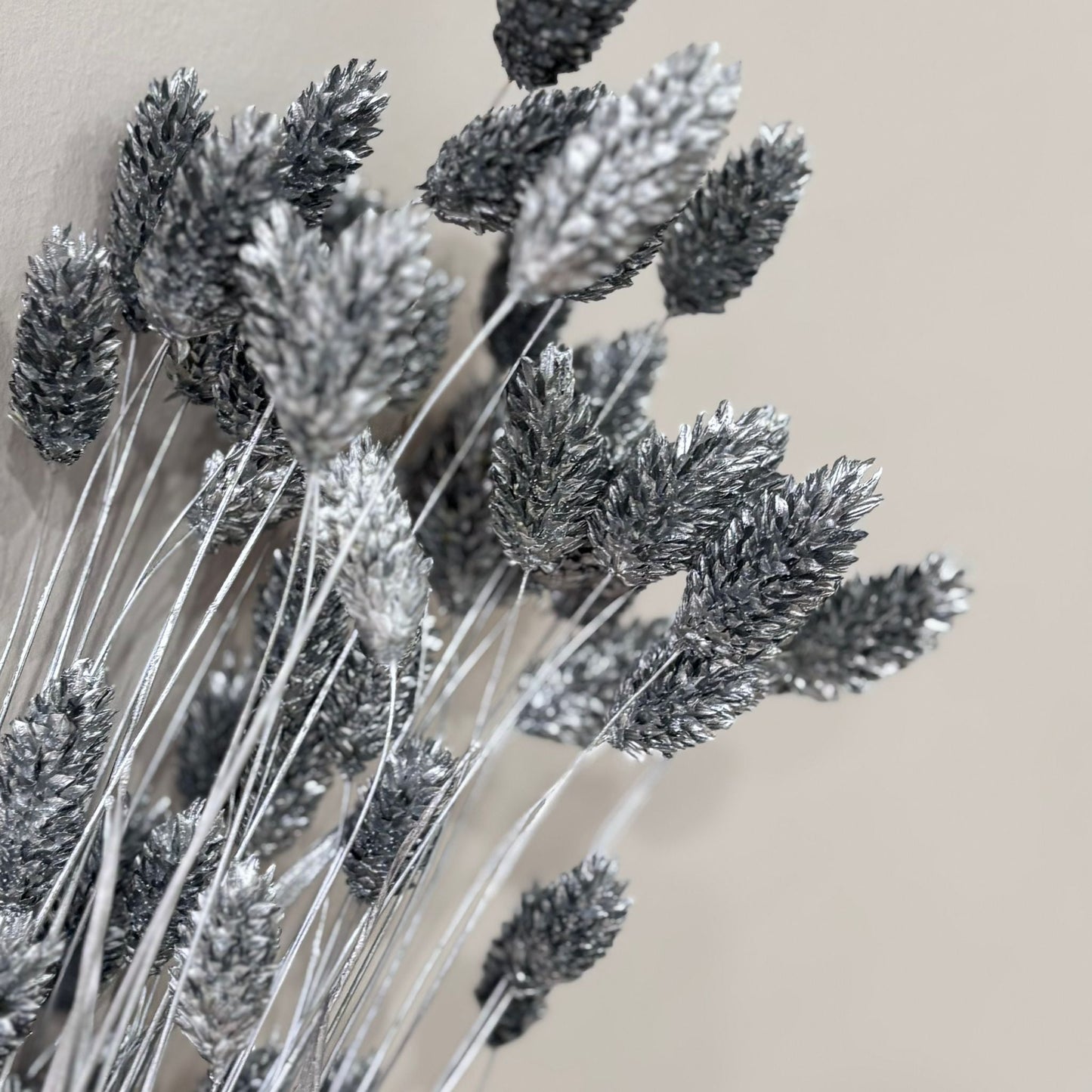 Phalaris I Kanariengras: Vielseitiger Allrounder für Deine Trockenblumen-Dekoration