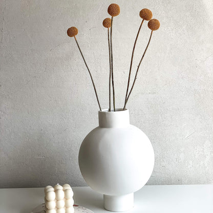 Craspedia I Trommelstöckchen