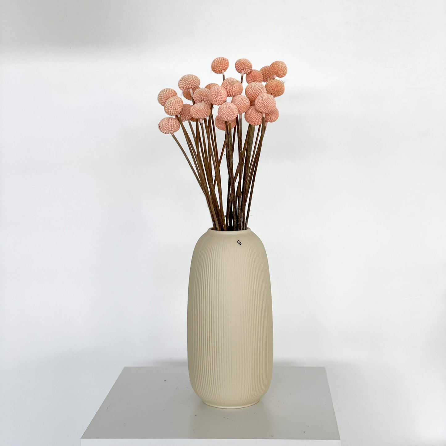 Craspedia I Trommelstöckchen