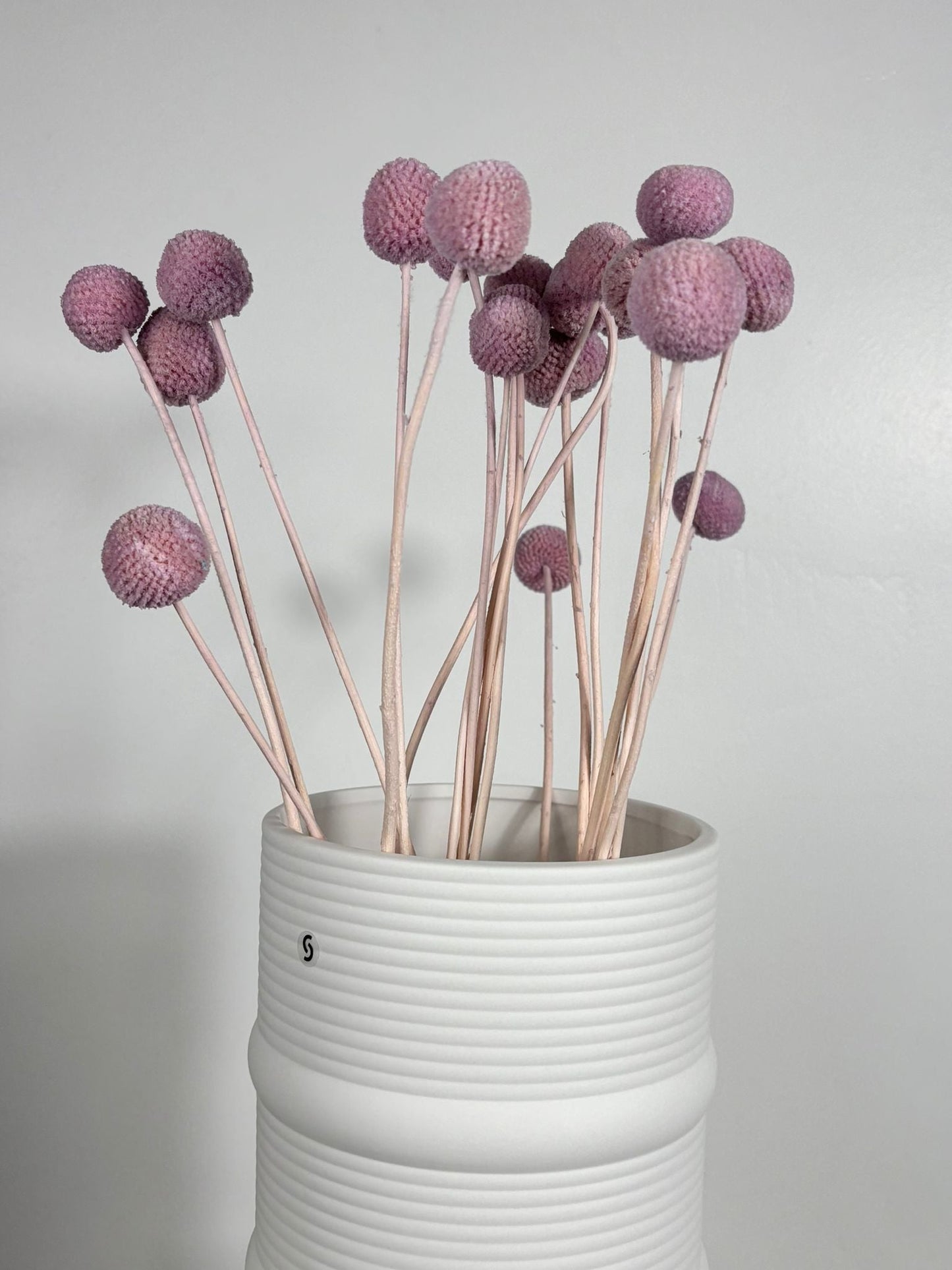 Craspedia I Trommelstöckchen