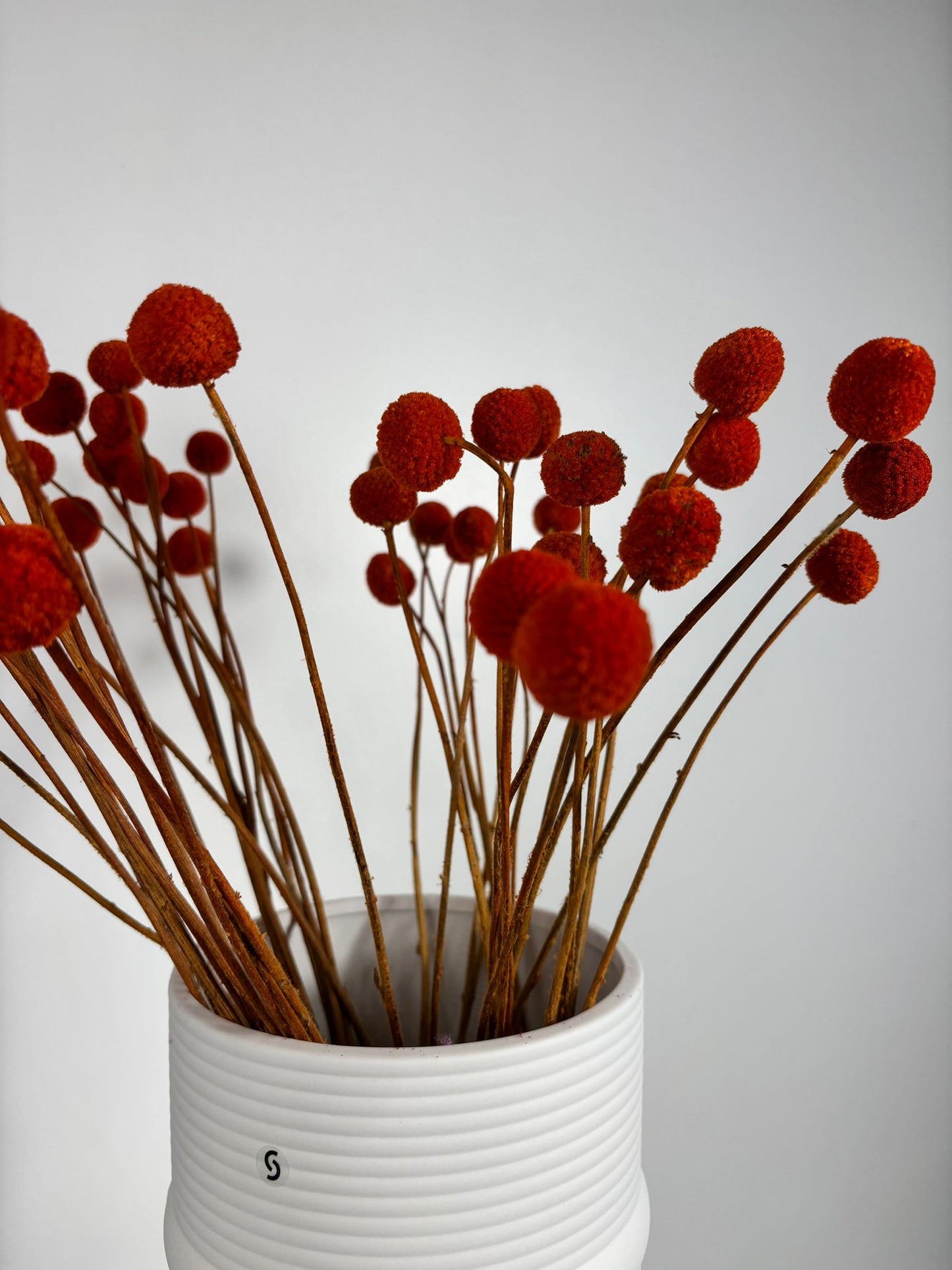 Craspedia I Trommelstöckchen