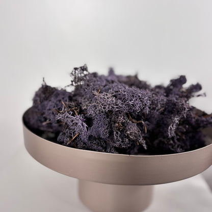 Reindeer Moss I Island Moos I Deko Moos