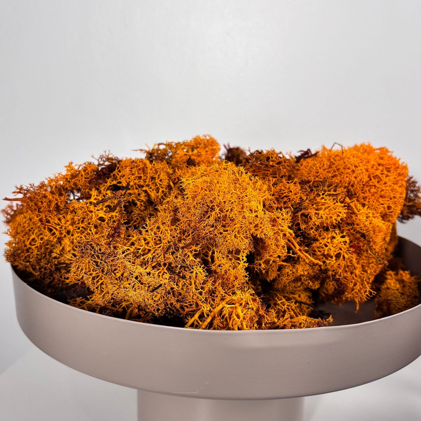 Reindeer Moss I Island Moos I Deko Moos