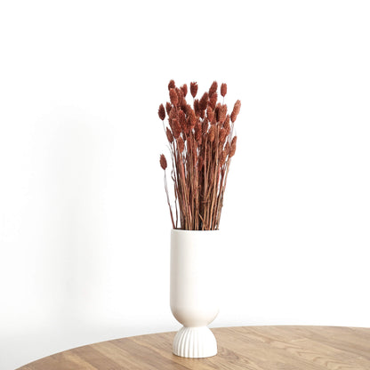 Phalaris I Kanariengras: Vielseitiger Allrounder für Deine Trockenblumen-Dekoration