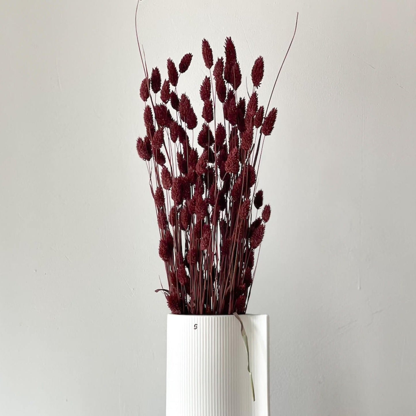 Phalaris I Kanariengras: Vielseitiger Allrounder für Deine Trockenblumen-Dekoration