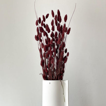 Phalaris I Kanariengras: Vielseitiger Allrounder für Deine Trockenblumen-Dekoration