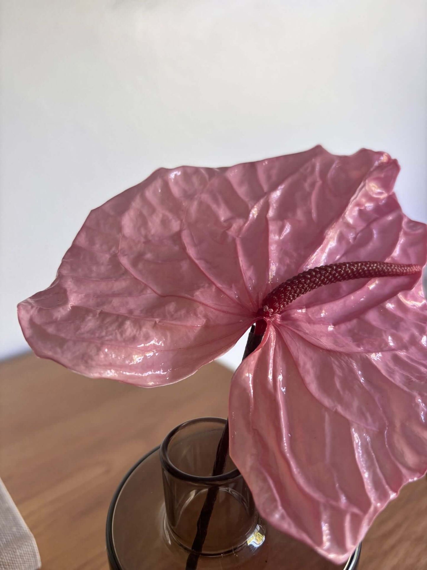 Anturie konserviert einzeln