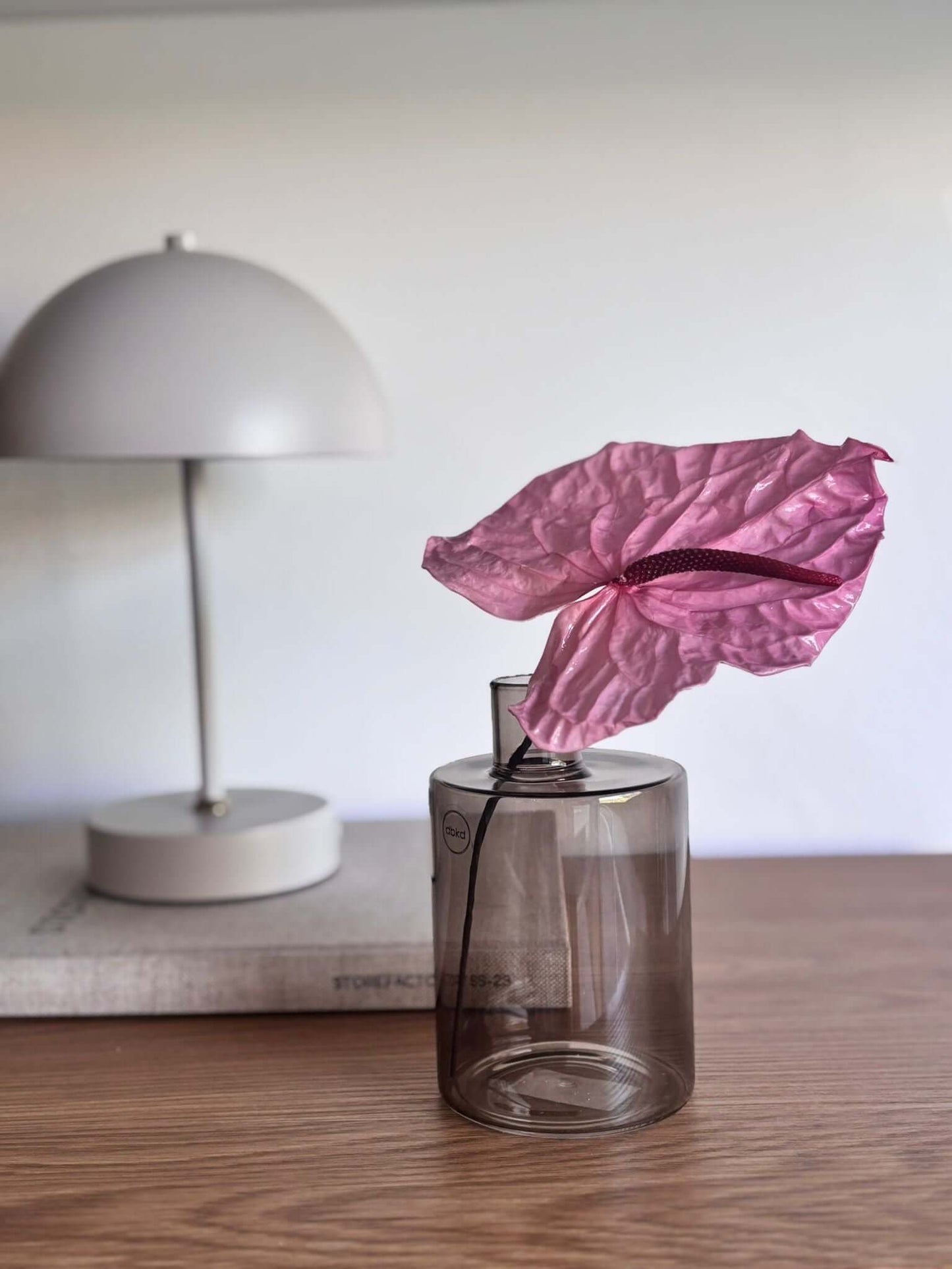 Anturie konserviert einzeln