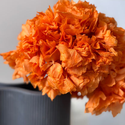 Hortensie: Zeitlose Schönheit, konservierte Hortensien als perfekte Dekoration