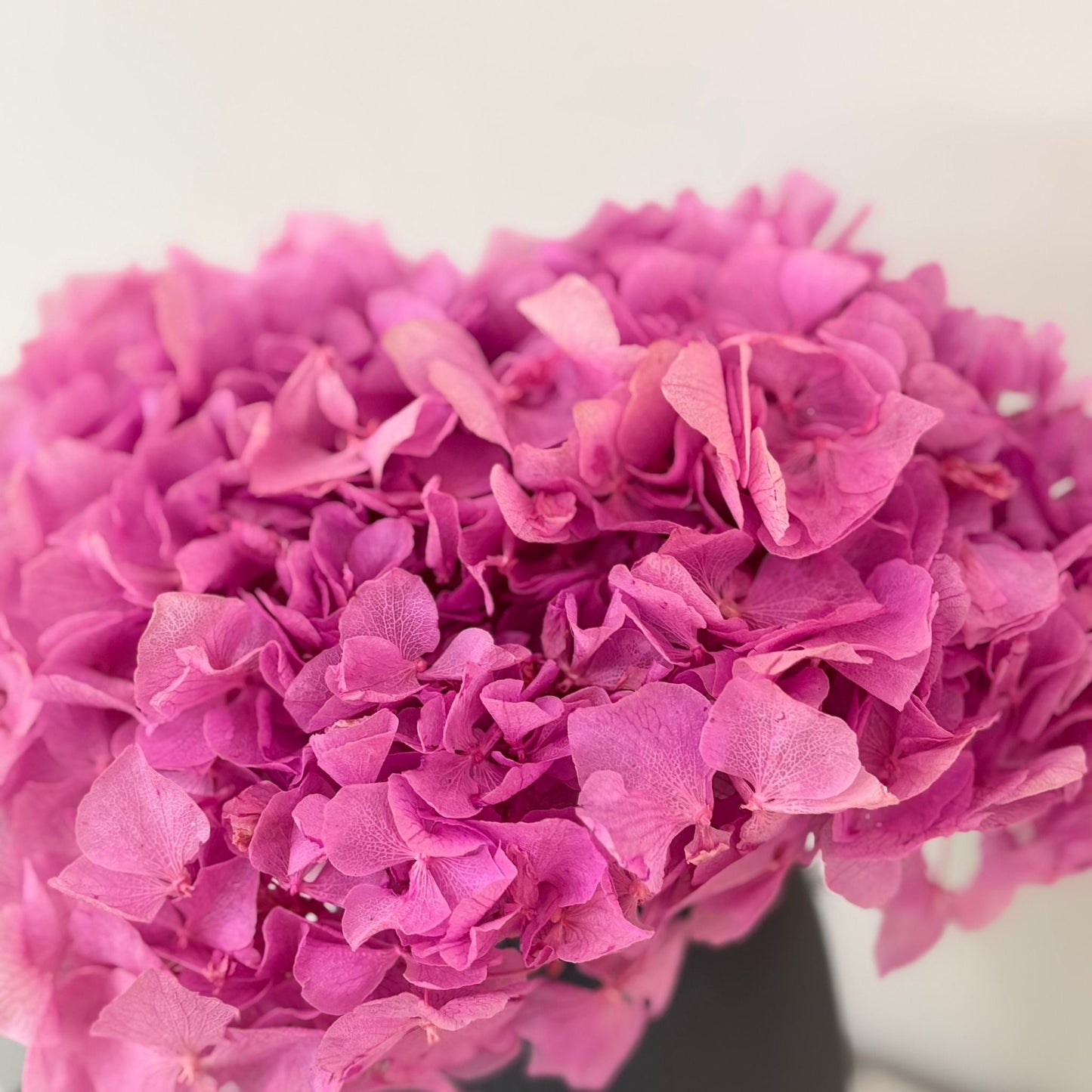 Hortensie: Zeitlose Schönheit, konservierte Hortensien als perfekte Dekoration