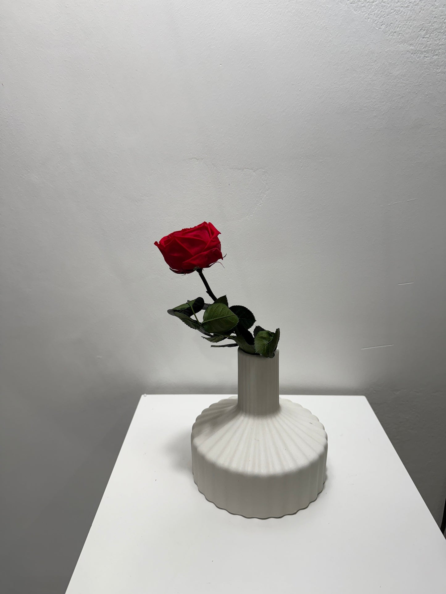 Konservierte/gefriergetrocknete, englische Rosen: Zeitlose Eleganz für die Ewigkeit