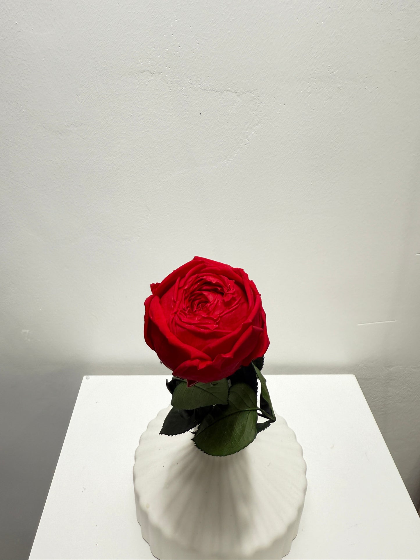 Konservierte/gefriergetrocknete, englische Rosen: Zeitlose Eleganz für die Ewigkeit