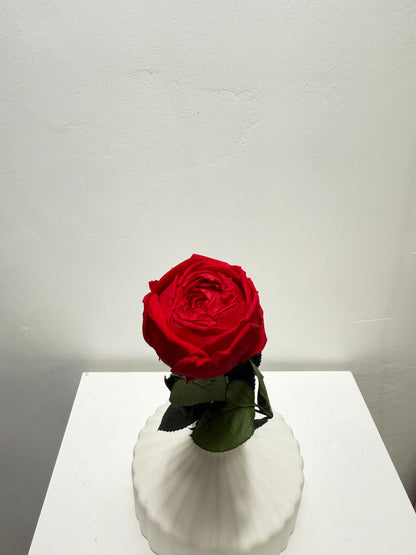 Konservierte/gefriergetrocknete, englische Rosen: Zeitlose Eleganz für die Ewigkeit