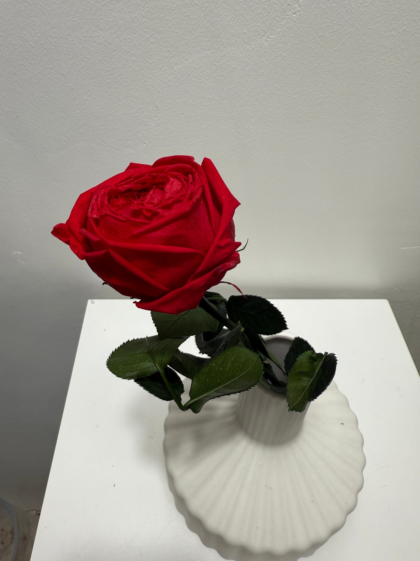 Konservierte/gefriergetrocknete, englische Rosen: Zeitlose Eleganz für die Ewigkeit