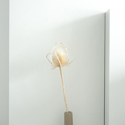 Getrocknete Distel - Cardi