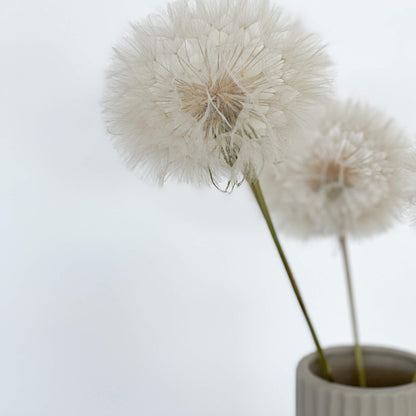 Pusteblume getrocknet einzeln