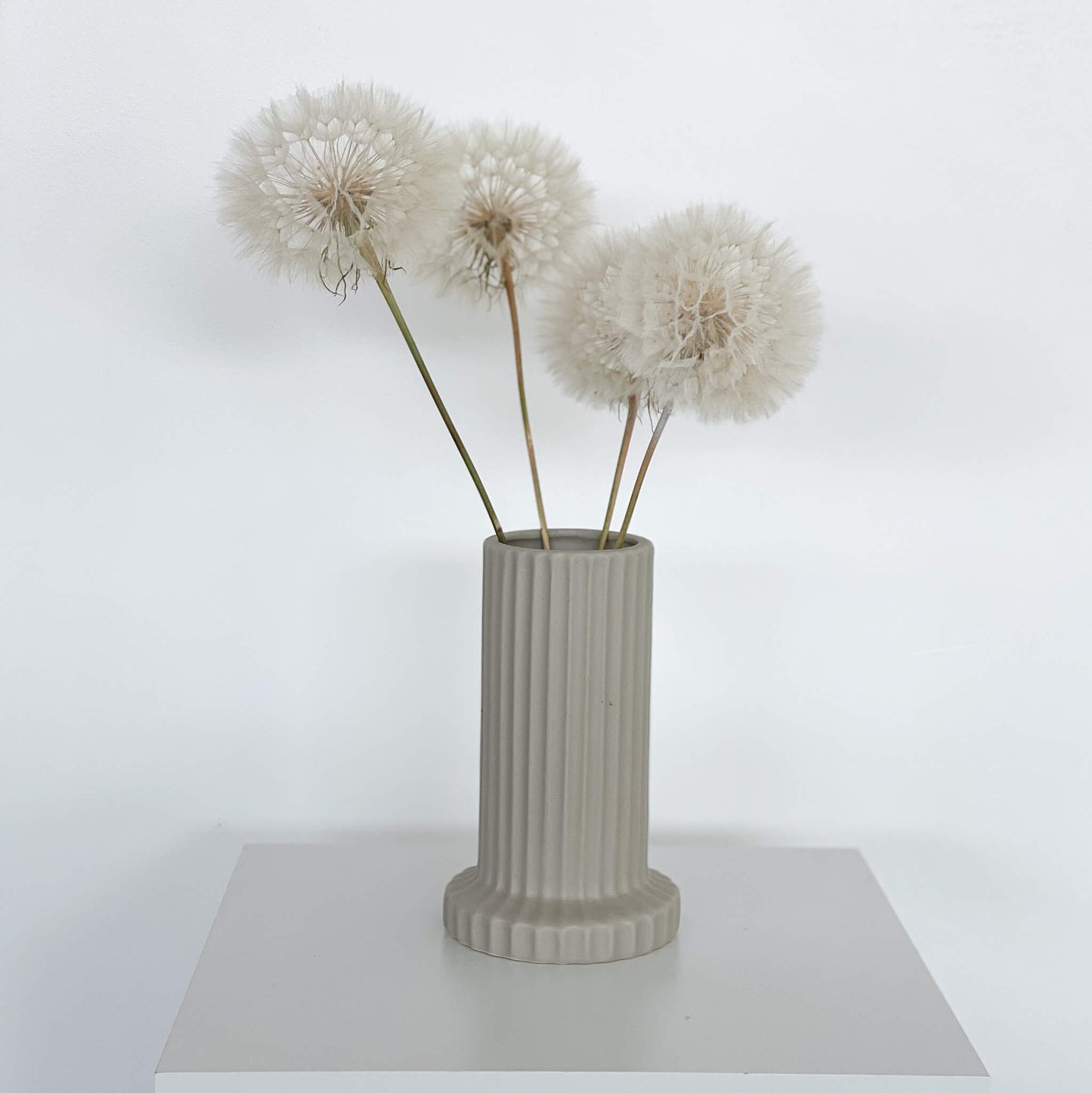 Pusteblume getrocknet einzeln