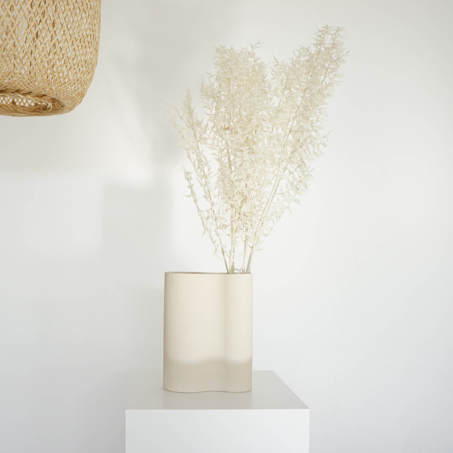 Ruskus / Mäusedorne konserviert