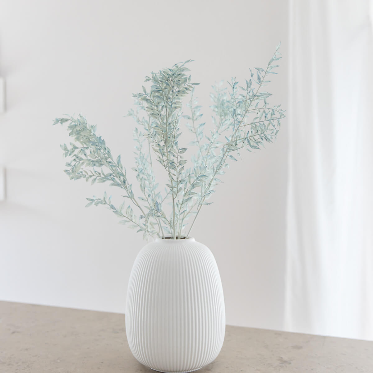 Ruskus / Mäusedorne konserviert