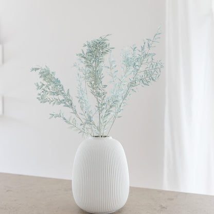 Ruskus / Mäusedorne konserviert