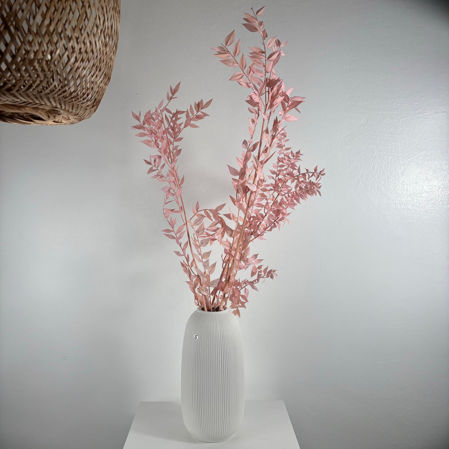 Ruskus / Mäusedorne konserviert